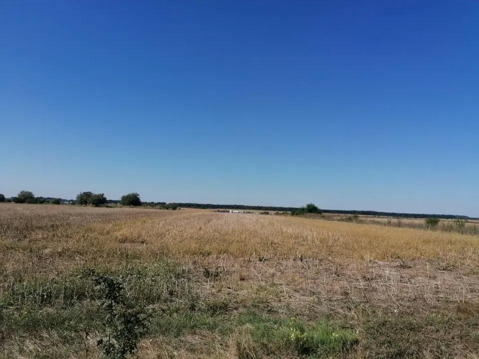 Oportunitate teren intravilan Moara Vlăsiei, Ilfov - 11.200 mp lângă Autostrada A3 - imaginea 5
